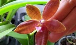 兰花姐姐最新爆料,娱乐圈幕后真相大曝光！